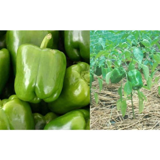 Capsicum Green Local Ctn