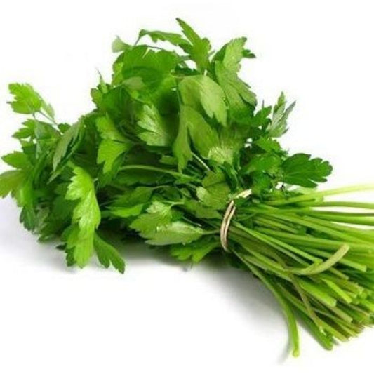 Coriander Leaves (Daniya) Egypt